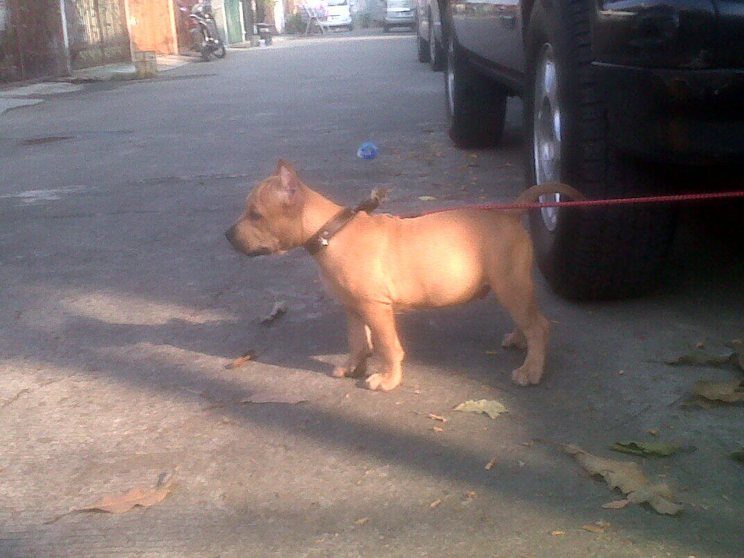 jual male pitbully TOP! bisa tukar tambah dengan rottweiler puppies