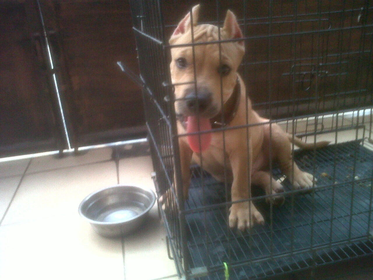 jual male pitbully TOP! bisa tukar tambah dengan rottweiler puppies