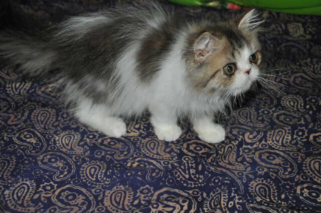 BIG SALE ! menyambut akhir tahun kitten anakan pedigree murah bandung (grab it fast)