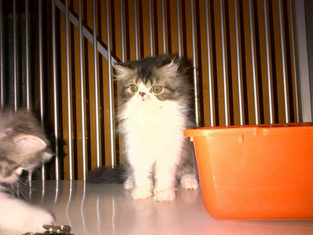 BIG SALE ! menyambut akhir tahun kitten anakan pedigree murah bandung (grab it fast)