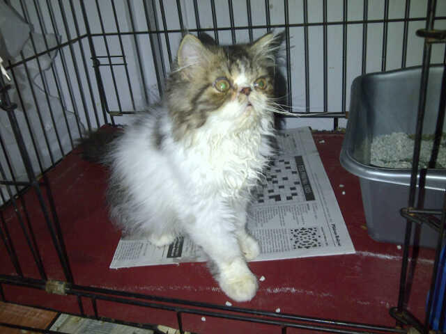 BIG SALE ! menyambut akhir tahun kitten anakan pedigree murah bandung (grab it fast)