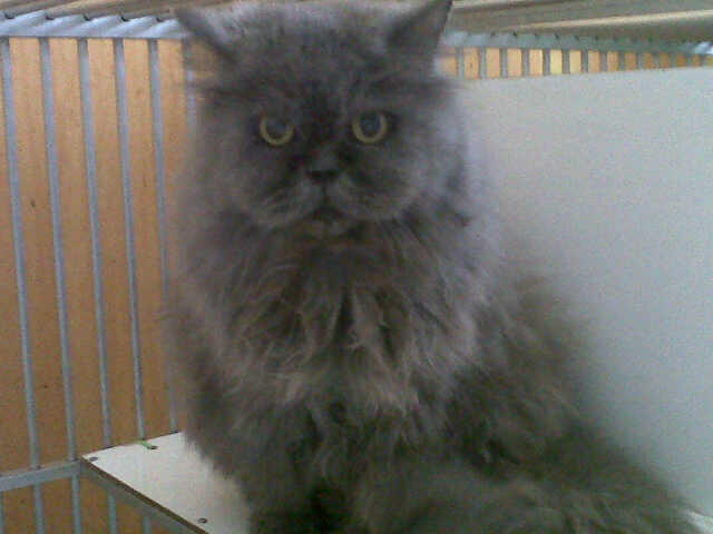 BIG SALE ! menyambut akhir tahun kitten anakan pedigree murah bandung (grab it fast)