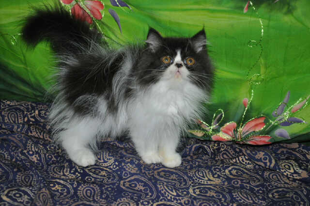 BIG SALE ! menyambut akhir tahun kitten anakan pedigree murah bandung (grab it fast)