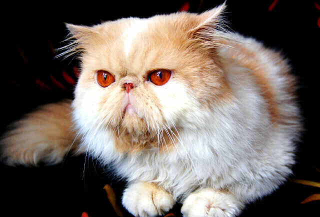 BIG SALE ! menyambut akhir tahun kitten anakan pedigree murah bandung (grab it fast)