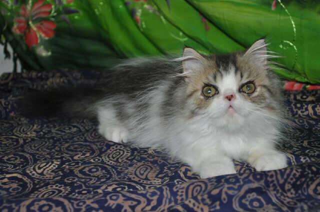 BIG SALE ! menyambut akhir tahun kitten anakan pedigree murah bandung (grab it fast)