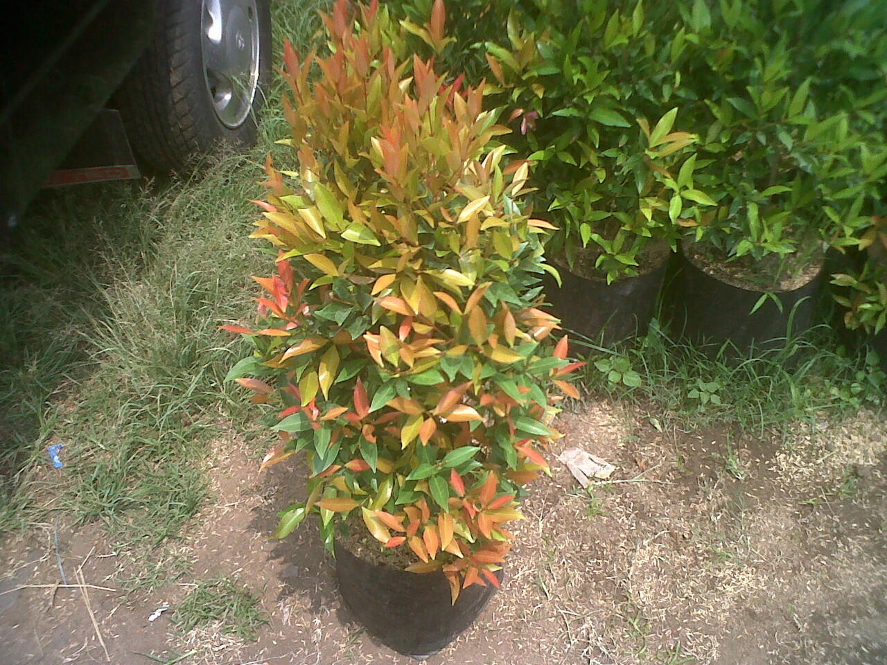 pucuk merah