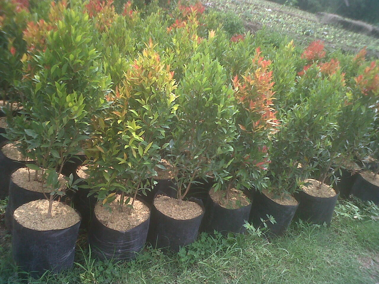 pucuk merah