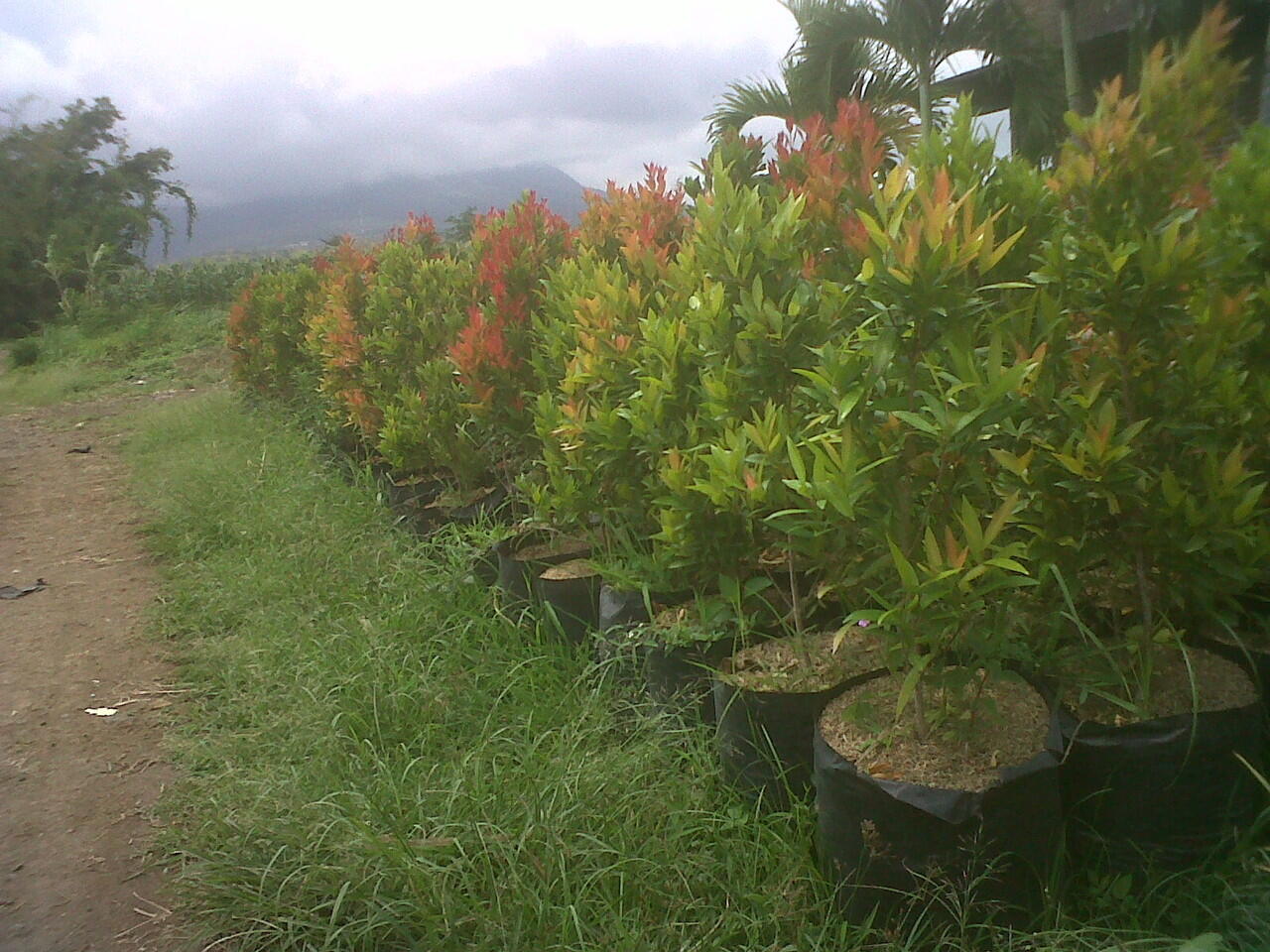 pucuk merah