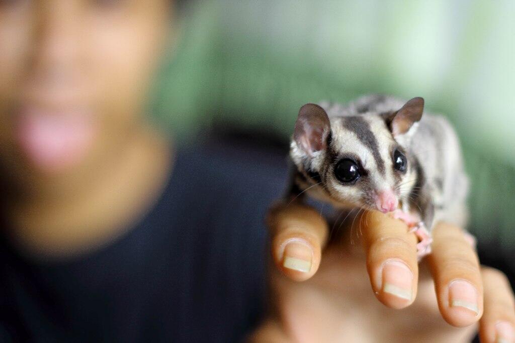 JUAL SUGAR GLIDER 3-9 BULAN
