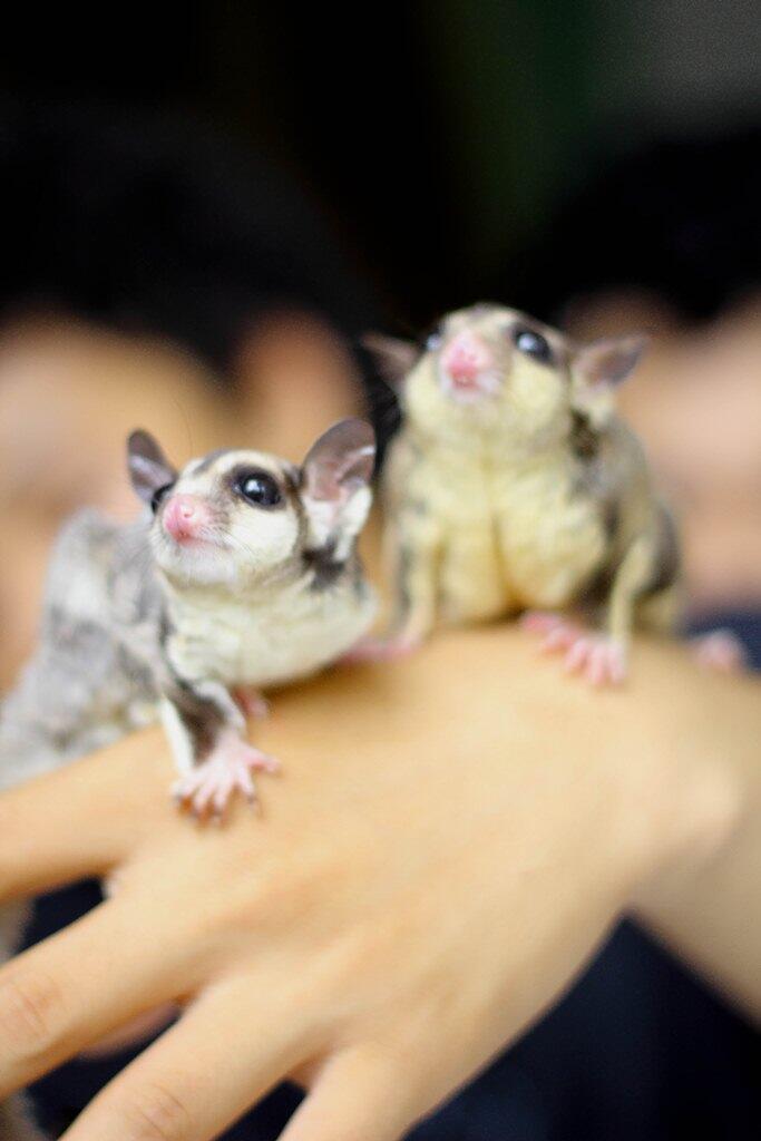 JUAL SUGAR GLIDER 3-9 BULAN