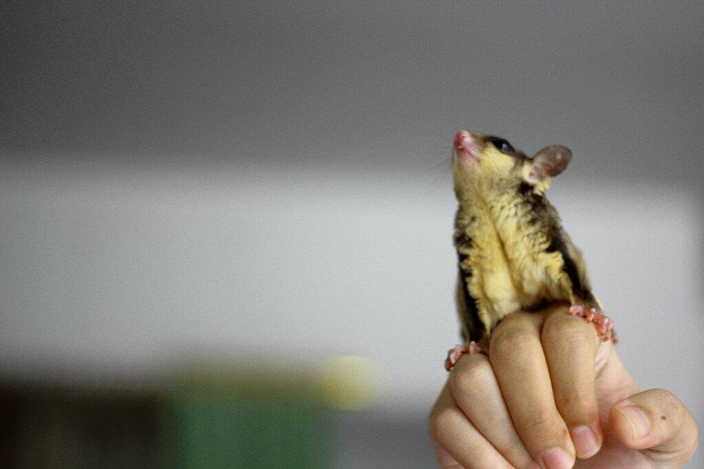JUAL SUGAR GLIDER 3-9 BULAN