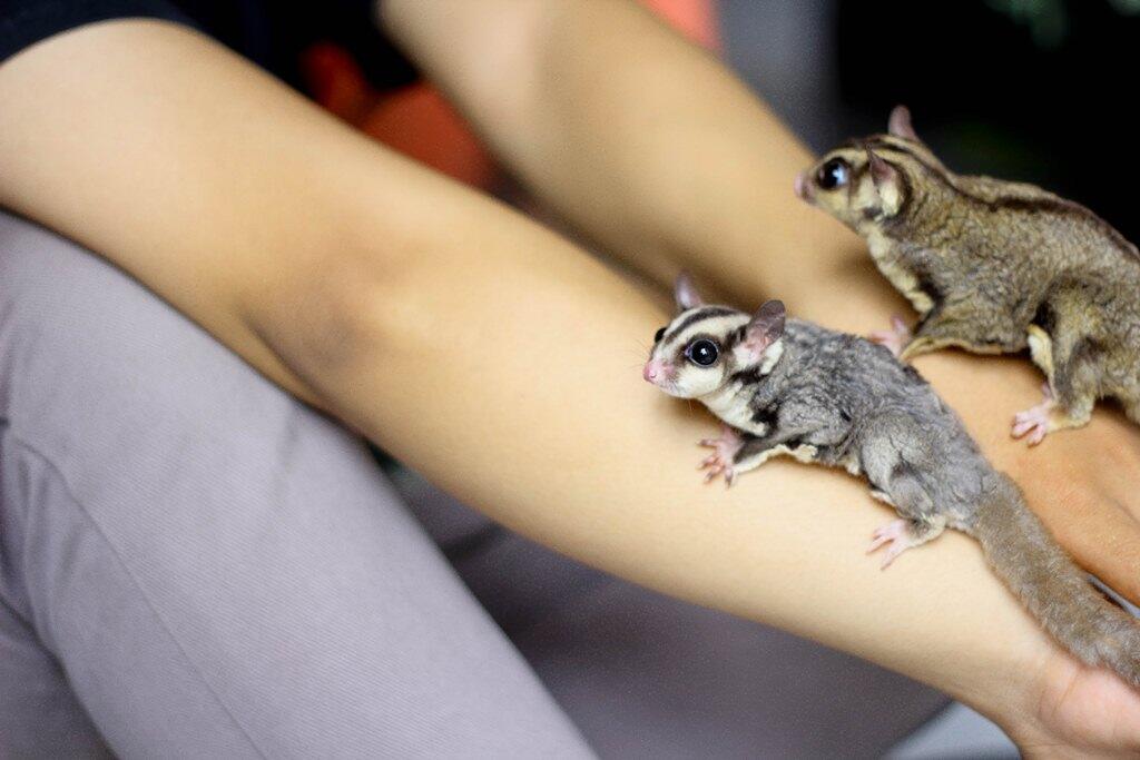 JUAL SUGAR GLIDER 3-9 BULAN