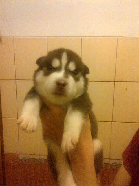 ready for booked siberian husky good quality (BANDUNG)