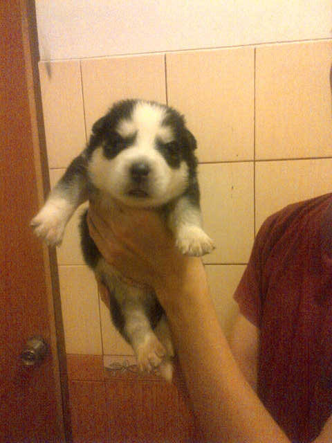 ready for booked siberian husky good quality (BANDUNG)