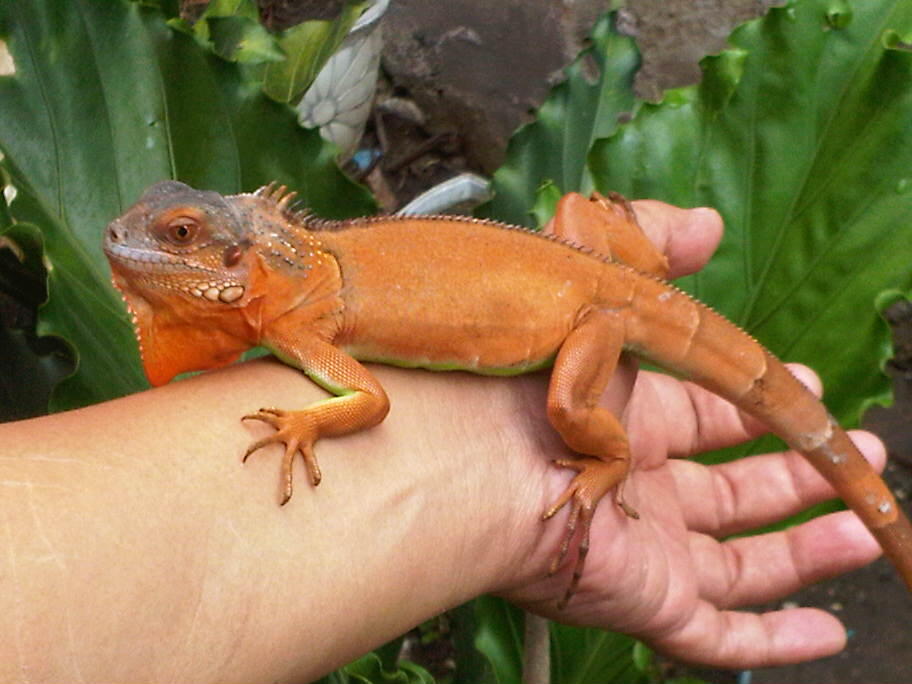 Red Iguana...maknyussssss