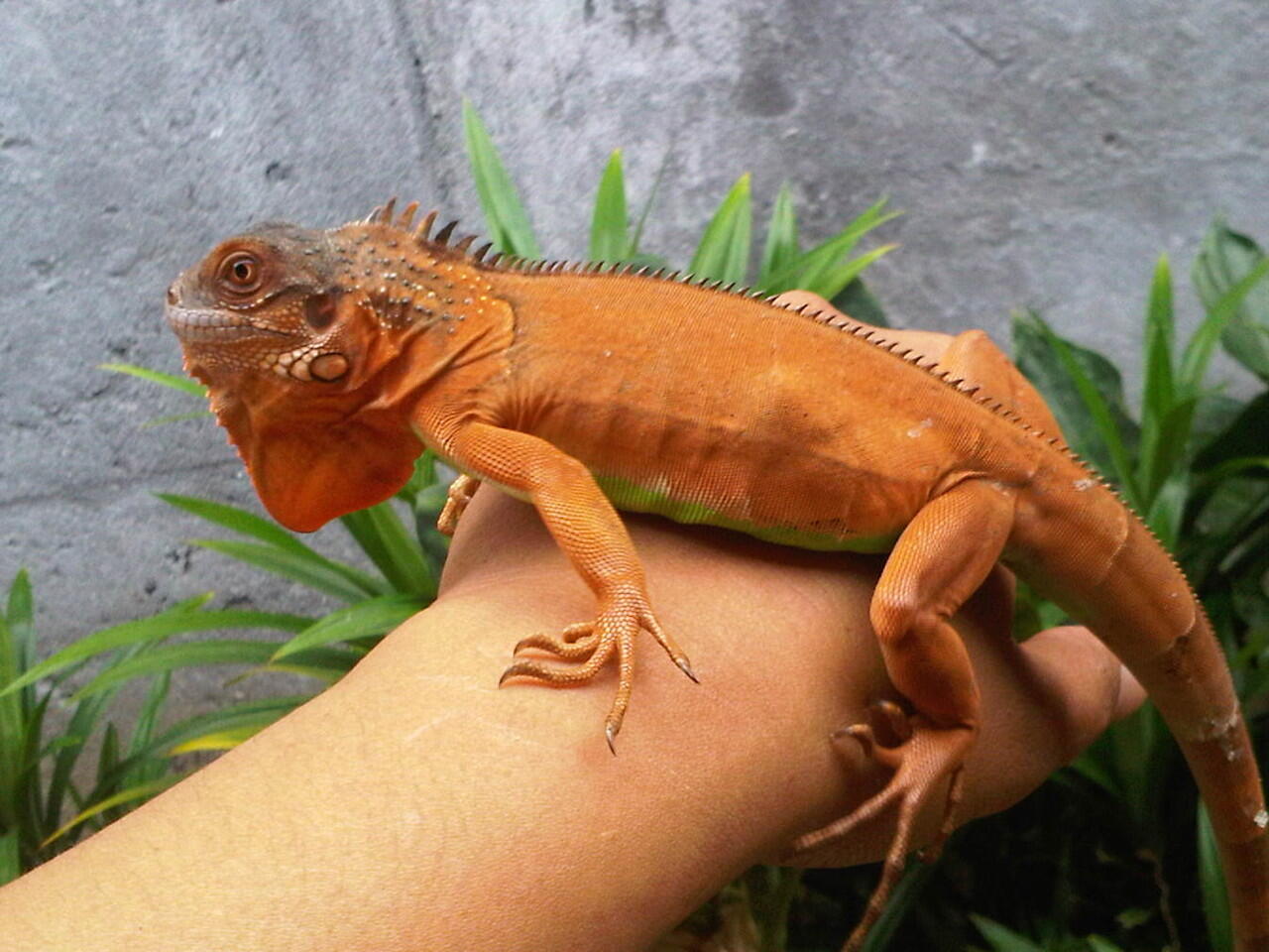Red Iguana...maknyussssss