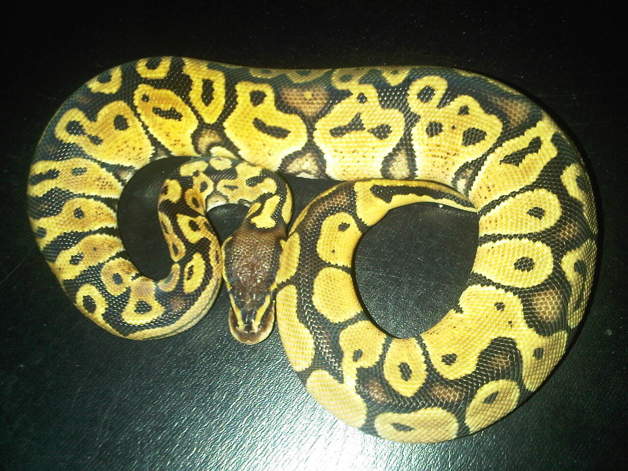 Ball Python Pastel