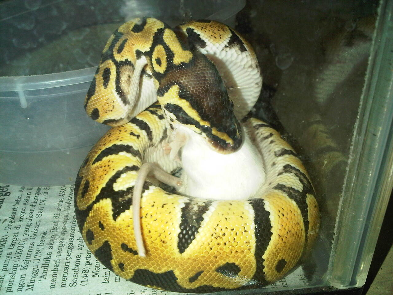 Ball Python Pastel