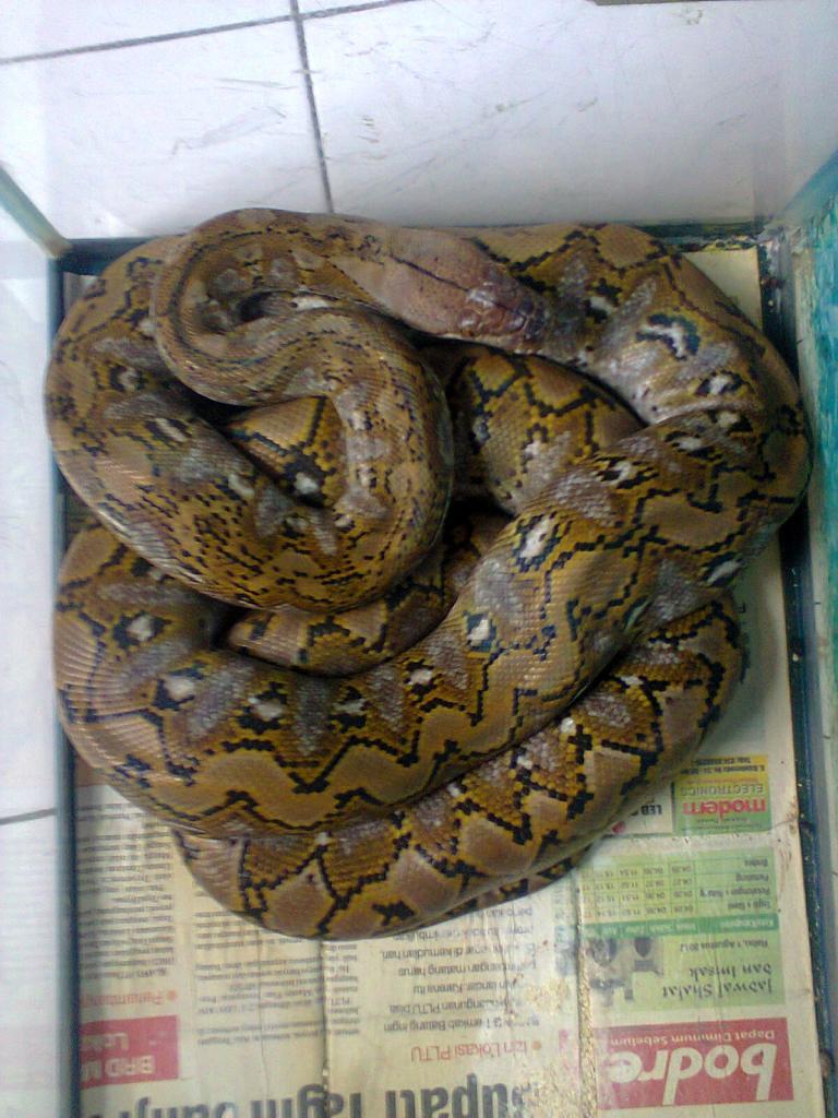 jual retic kayuadi adult