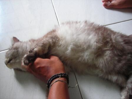 Persia Semarang / jogja
