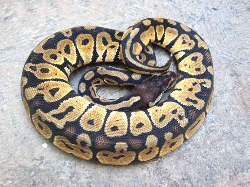 wts: ball python pastel betina