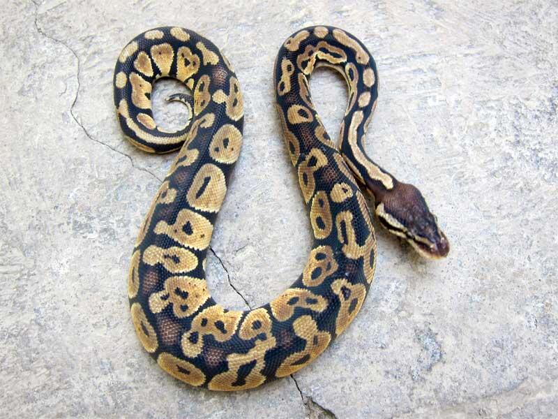 wts: ball python pastel betina