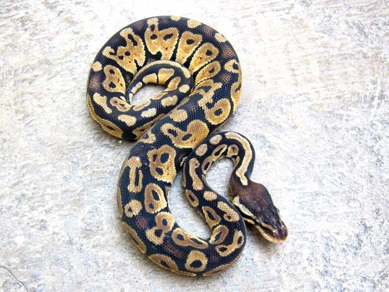 wts: ball python pastel betina