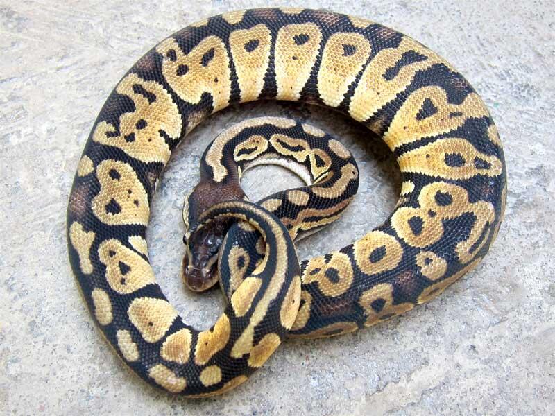 wts: ball python pastel betina