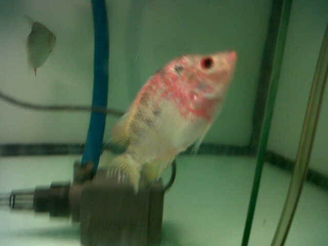 Jual Louhan Kamfa, Cencu dan Golden Base Female