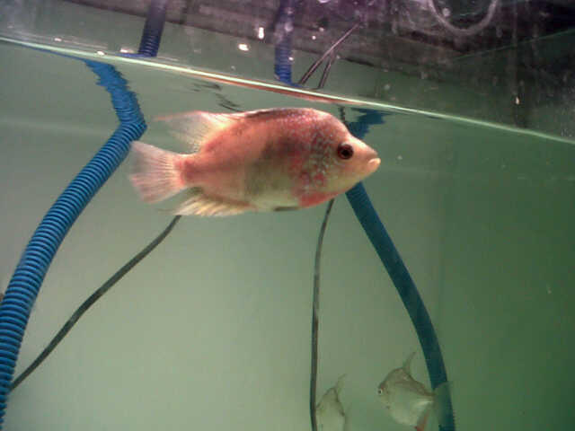 Jual Louhan Kamfa, Cencu dan Golden Base Female