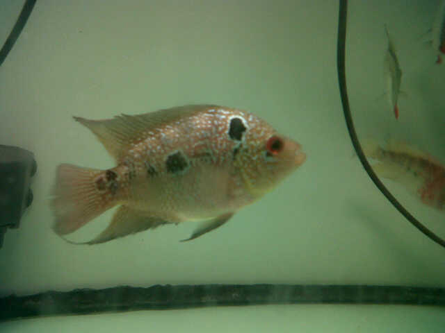 Jual Louhan Kamfa, Cencu dan Golden Base Female