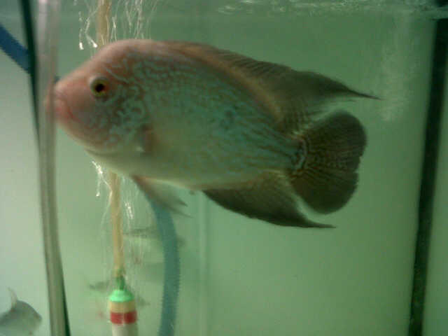 Jual Louhan Kamfa, Cencu dan Golden Base Female