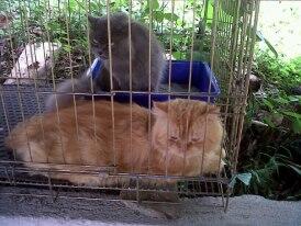 BORONGAN SEPASANG PERSIA 2.5JT,DEPOK