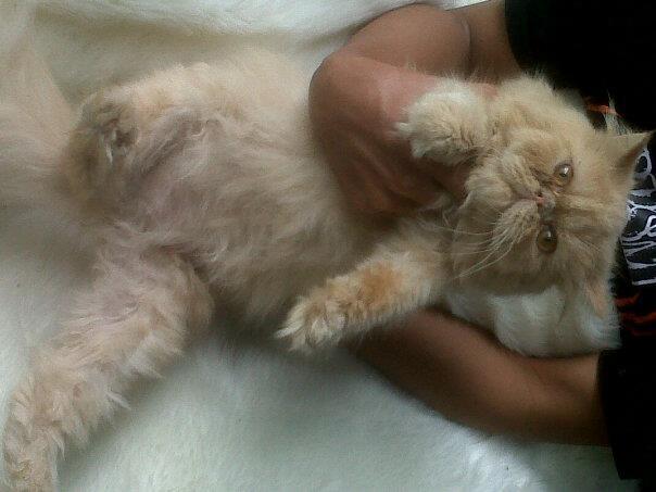 kucing persia pesek/pignose/pekenose long hair betina daerah magelang,jogja