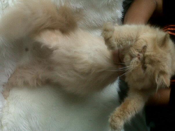 kucing persia pesek/pignose/pekenose long hair betina daerah magelang,jogja