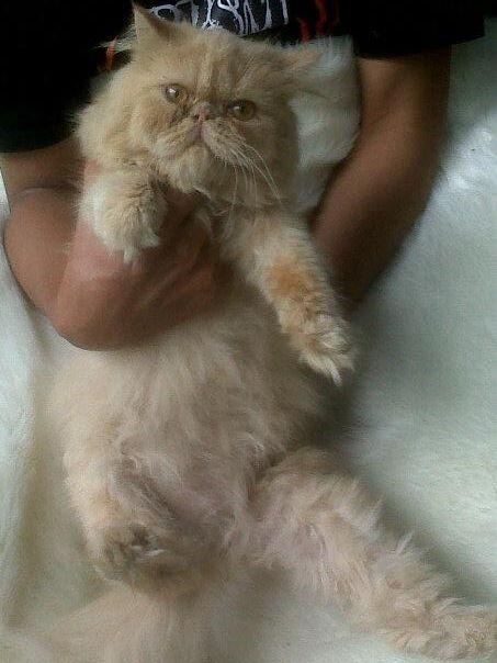 kucing persia pesek/pignose/pekenose long hair betina daerah magelang,jogja