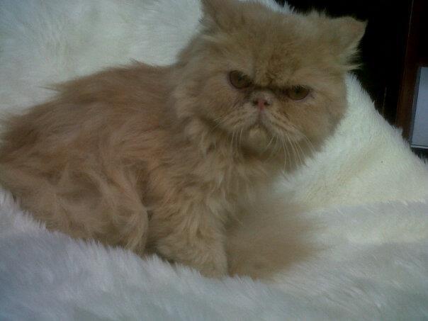 kucing persia pesek/pignose/pekenose long hair betina daerah magelang,jogja