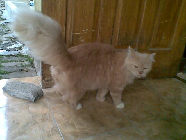 Kucing Persia Red Tabby Jantan Longhair