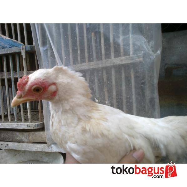 AYAM &quot;MOHAWK&quot;