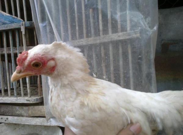 AYAM &quot;MOHAWK&quot;