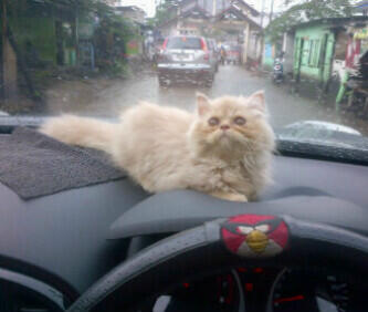 POST KUCING AGAN2 YU KITA SHARE. ( Pecinta Kucing )