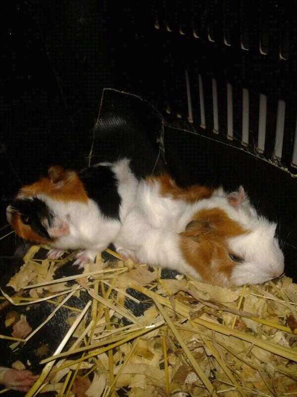 Guinea Pig Sheba(Abyruvian) & Abyssinian lucu murmerr aj gan..