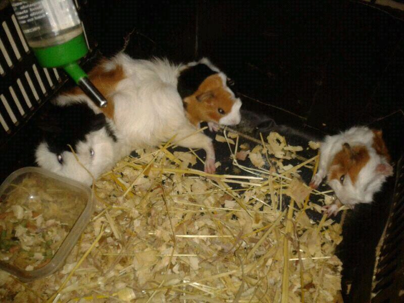 Guinea Pig Sheba(Abyruvian) & Abyssinian lucu murmerr aj gan..