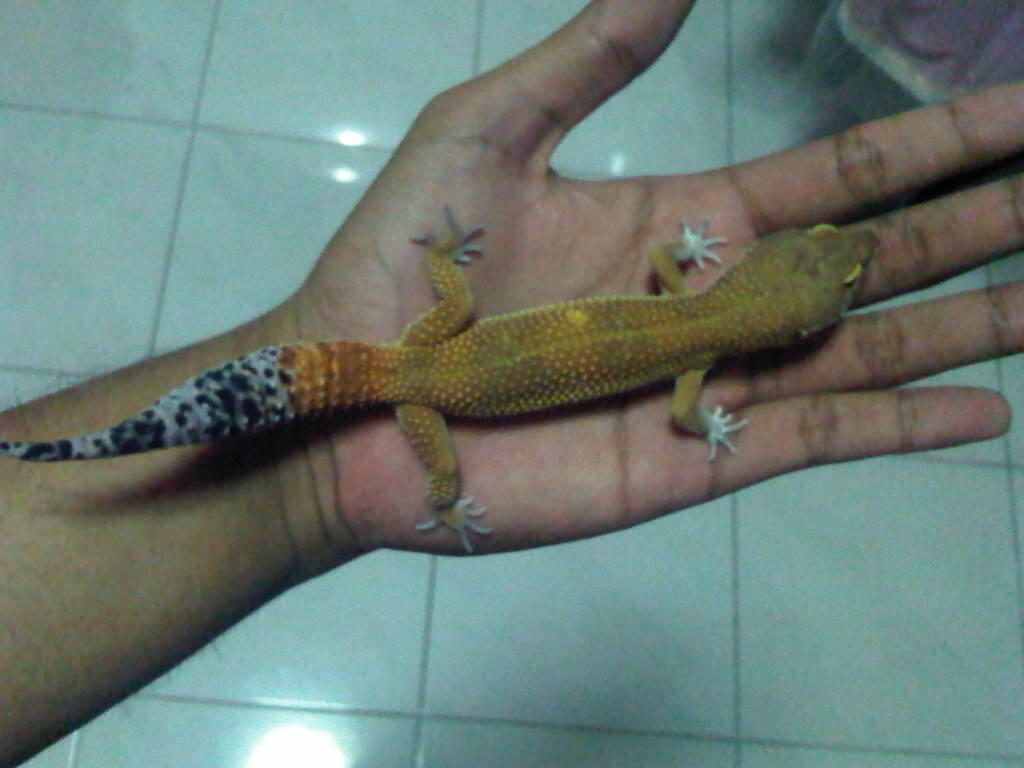 lelang gecko sepasang indukan surabaya