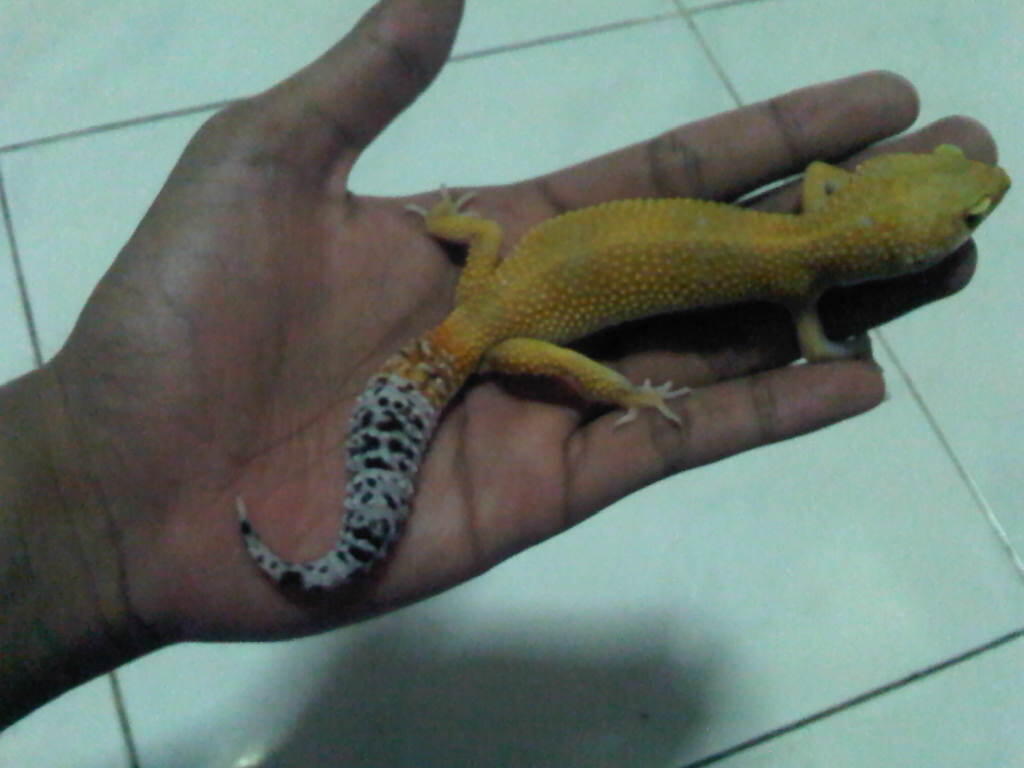 lelang gecko sepasang indukan surabaya