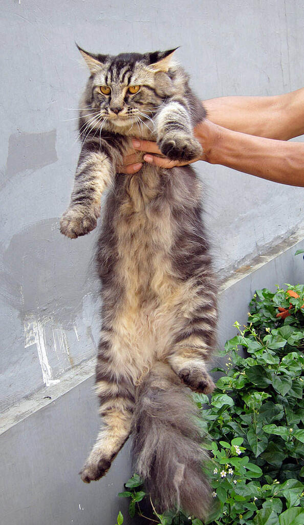 Jual Anak Kucing Persia 2 ekor dan Mixed Maincoone-persia 2 ekor --murah harga nego