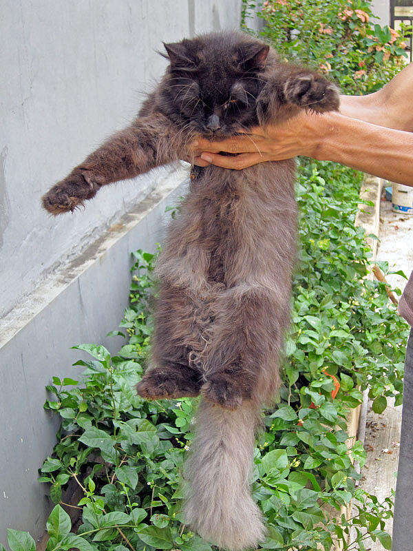 Jual Anak Kucing Persia 2 ekor dan Mixed Maincoone-persia 2 ekor --murah harga nego