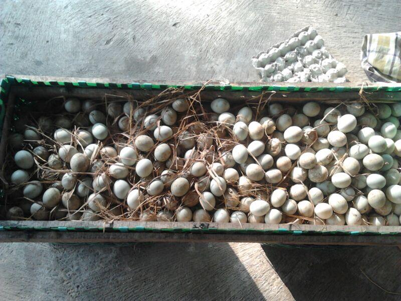 Jual Telur Bebek