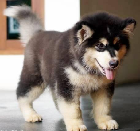 WTB SIBERIAN HUSKY PUPPIES
