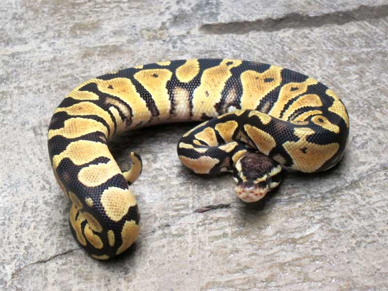 wts: ball python pastel